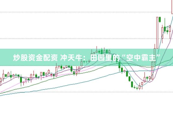炒股资金配资 冲天牛：田园里的“空中霸主”